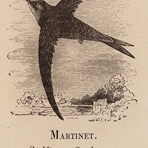 Le Vocabulaire Illustre: Martinet; Swift; Segler (engraving)