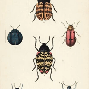 Leaf beetles: Cyrtonota sexpustulata 1, Lachnaia hirta 2, Chlamys monstrosa 3, Doryphora tessellata 4, Erotylus histrio 5 and Spheniscus erotyloides 6