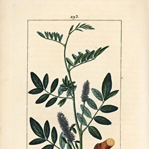 Licorice or liquorice, Glycyrrhiza glabra, with flower, leaf, bark, woody branch and seed. Handcoloured stipple copperplate engraving by Lambert Junior from a drawing by Pierre Jean-Francois Turpin from Chaumeton