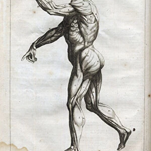 Muscles humains - engraving in "Abstract Anatomy