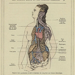 Organes de la production et de la circulation du sang chez une femme chlorotique (colour litho)