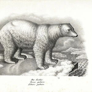 Polar bear, Ursus maritimus (Ursus polaris) on an ice flow. Vulnerable. Lithograph by Karl Joseph Brodtmann from Heinrich Rudolf Schinz's Illustrated Natural History of Men and Animals, 1836