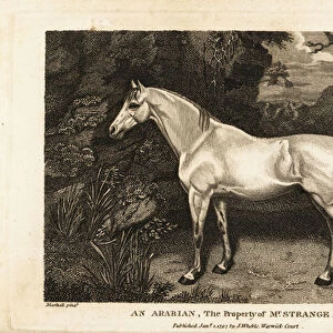Portrait of an arabian thoroughbred racehorse