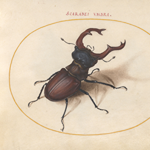 Scarab beetle, c. 1575-80 (watercolour and gouache)