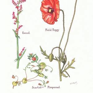 Sorrel, Scarlet Pimpernel, Field Poppy, 1951 (colour litho)