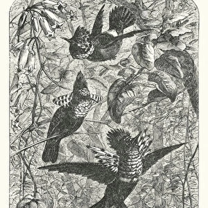 South America: Humming-birds (engraving)