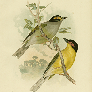 Southern Sphecotheres Or Australasian Figbird, 1891 (colour litho)