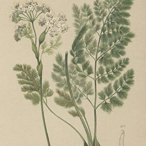 Spignel (Meum athamanticum) (colour litho)