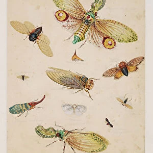 Studies of Invertebrate Animals, Volume II, 1790-1810 (print)