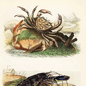 Tasmanian giant crab, Pseudocarcinus gigas, and European lobster, Homarus gammarus