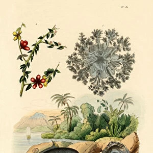 Upside Down Jellyfish, 1833-39 (coloured engraving)