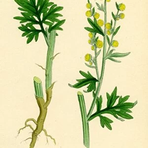 Artemisia Absinthium; Common Wormwood