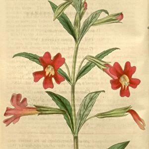 Botanical print by Thomas Nuttall, 1786 a 1859, an English botanist and zoologist