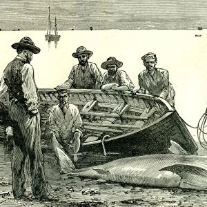 caribbean, body of salty water, sea, 1885, shark, catching fish, fishing, fish