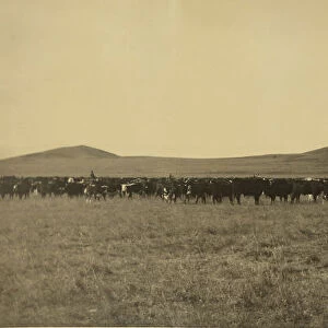 Cattle Laton Alton Huffman American 1854 1931