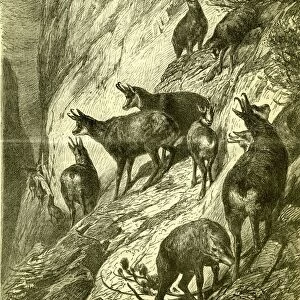 chamois, 1891, hunting, hunt, field, activity, competition, exercise, game, recreation