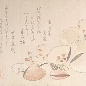 Cherry Blossoms Shells Edo period 1615-1868