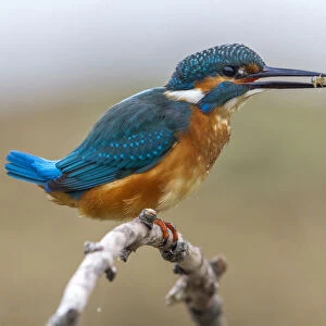 Common Kingfisher perched with prey in its beak, Alcedo atthis, Italy