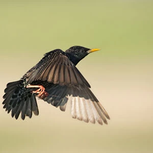 Common Starling flying off from a branch, Sturnus vulgaris, Hungary