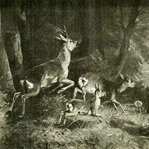 deer, 1891, hunting, hunt, field, activity, competition, exercise, game, recreation