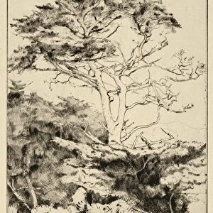 Drawings Prints, Print, Point Lobos Cypress, Artist, Ernest Haskell, American, Woodstock