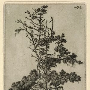 Drawings Prints, Print, Tree Top, Artist, Ernest Haskell, American, Woodstock, Connecticut