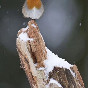 European Robin perched, Erithacus rubecula, The Netherlands