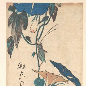 Grasshopper Morning-glory Vine Edo Period 1615-1868