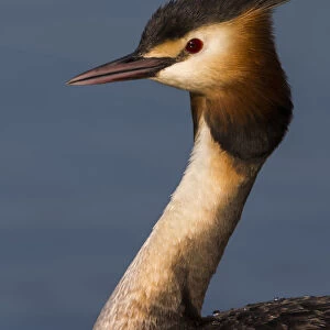 Great Crested Grebe, Podiceps cristatus, Italy