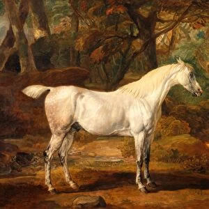 Grey Arabian stallion, the property of Sir Watkin Williams-Wynn Signed, lower right
