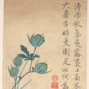 Hibiscus Bluebird Edo Period 1615-1868 Ca 1832