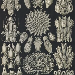 Illustration shows aquatic invertebrates