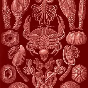 Illustration shows barnacles. Cirripedia