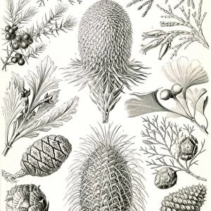 Illustration shows conifers. Coniferae. - Bapfenbaume, 1 print : photomechanical