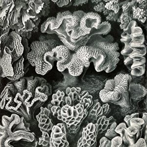 Illustration shows corals. Hexacoralla. - Sechsstrahlige Sternkorallen, 1 print