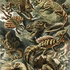 Illustration shows corytophanid lizards. Lacertilia