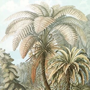 Illustration shows ferns. Filicinae. - Laubfarne, 1 print : color photomechanical
