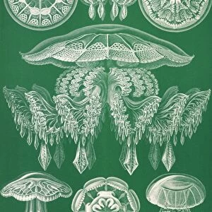 Illustration shows jellyfish. Discomedusae