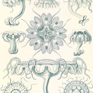 Illustration shows jellyfishes. Discomedusae