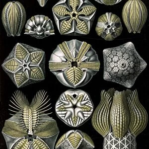 Illustration shows marine animals. Blastoidea