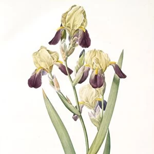 Iris squalens, Iris sale, Brown-flowered Iris, Redoute, Pierre Joseph, 1759-1840