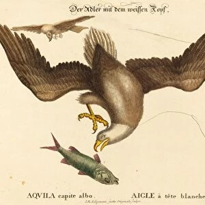 Johann Michael Seligmann after Mark Catesby (German, 1720 - 1762), The Bald Eagle