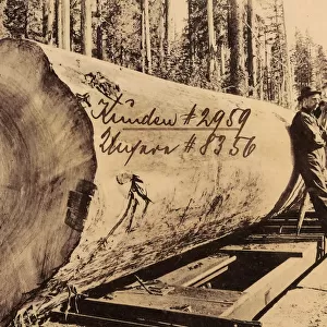 Logging Oregon 1906 Oregon Big Stick United States