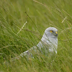 Male Hen Harrier on the ground, Circus cyaneus
