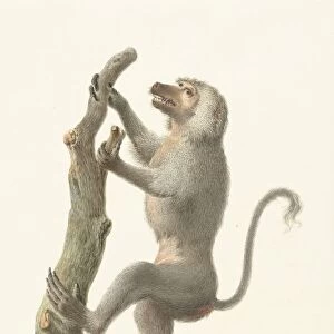 Mantle baboon monkeys apes baboon Pieter Pietersz