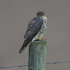 Merlin on a post, Falco columbarius