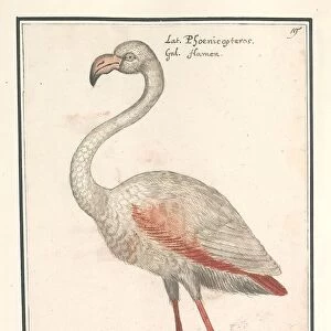 Ordinary flamingo Phoenicopterus roseus Vlaemijnck