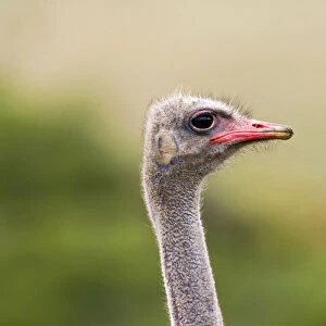 Ostrich, Struthio camelus, South Africa