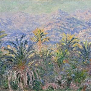 Palm Trees Bordighera 1884 Oil canvas 25 1 / 2 x 32in