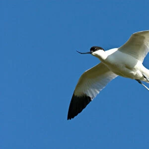 Pied Avocet adult flying, Recurvirostra avosetta
